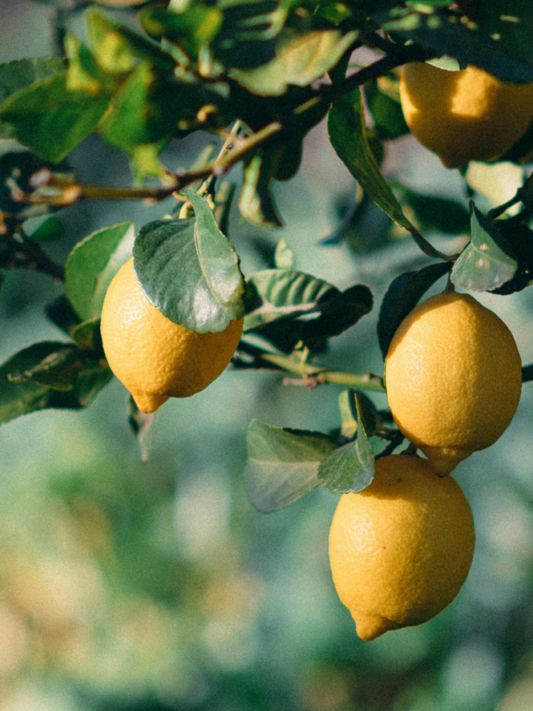 Frische Zitronen an einem Zitronenbaum als mediterrane Inspiration für Bridal Shower und JGA Dekoration