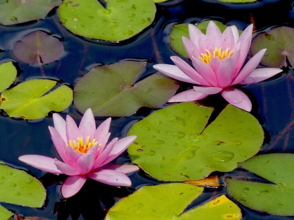 water lily, lily, lily pad, water lily, water lily, water lily, water lily, water lily, lily pad, lily pad, lily pad