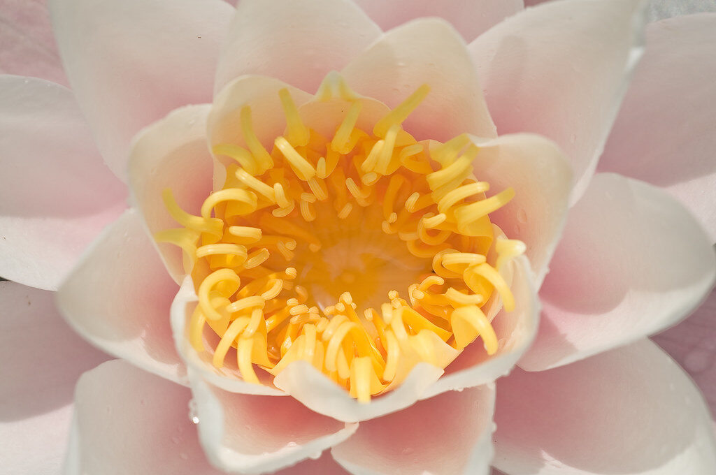 water lily