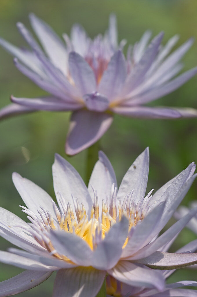 water lily